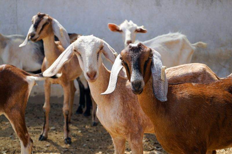 Improving Herd Health Through Better Nutrition Planning