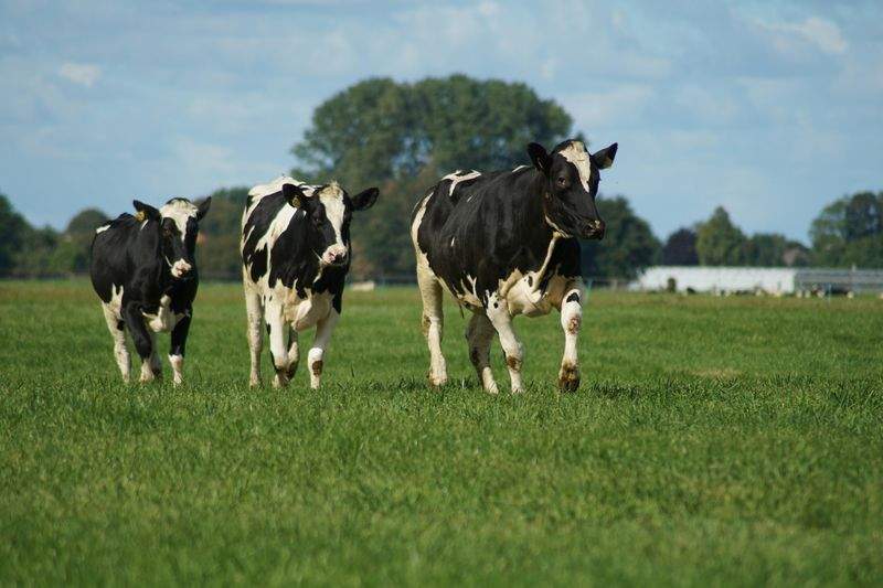 Practical Biosecurity Steps for Modern Livestock Farms