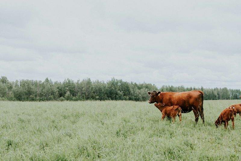 How Record-Keeping Supports Smarter Livestock Decisions