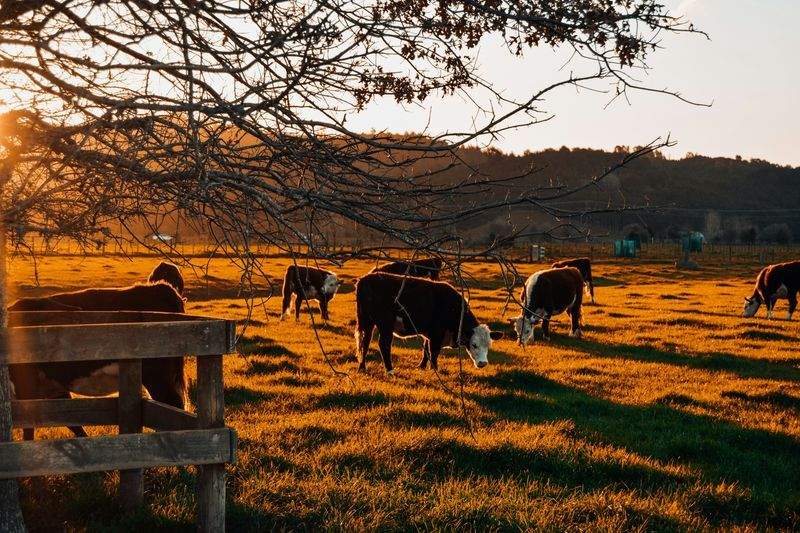 Greenfield Livestock Partners Ltd 1