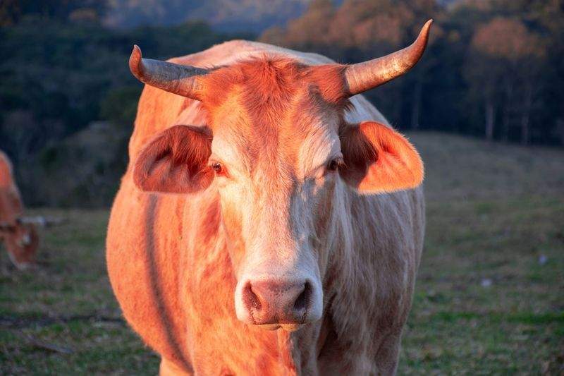 Greenfield Livestock Partners Ltd 10