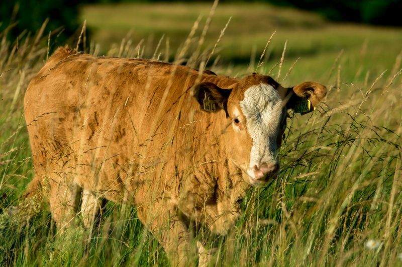 Greenfield Livestock Partners Ltd 11