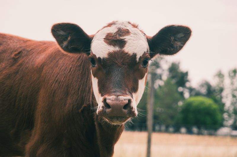 Greenfield Livestock Partners Ltd 12