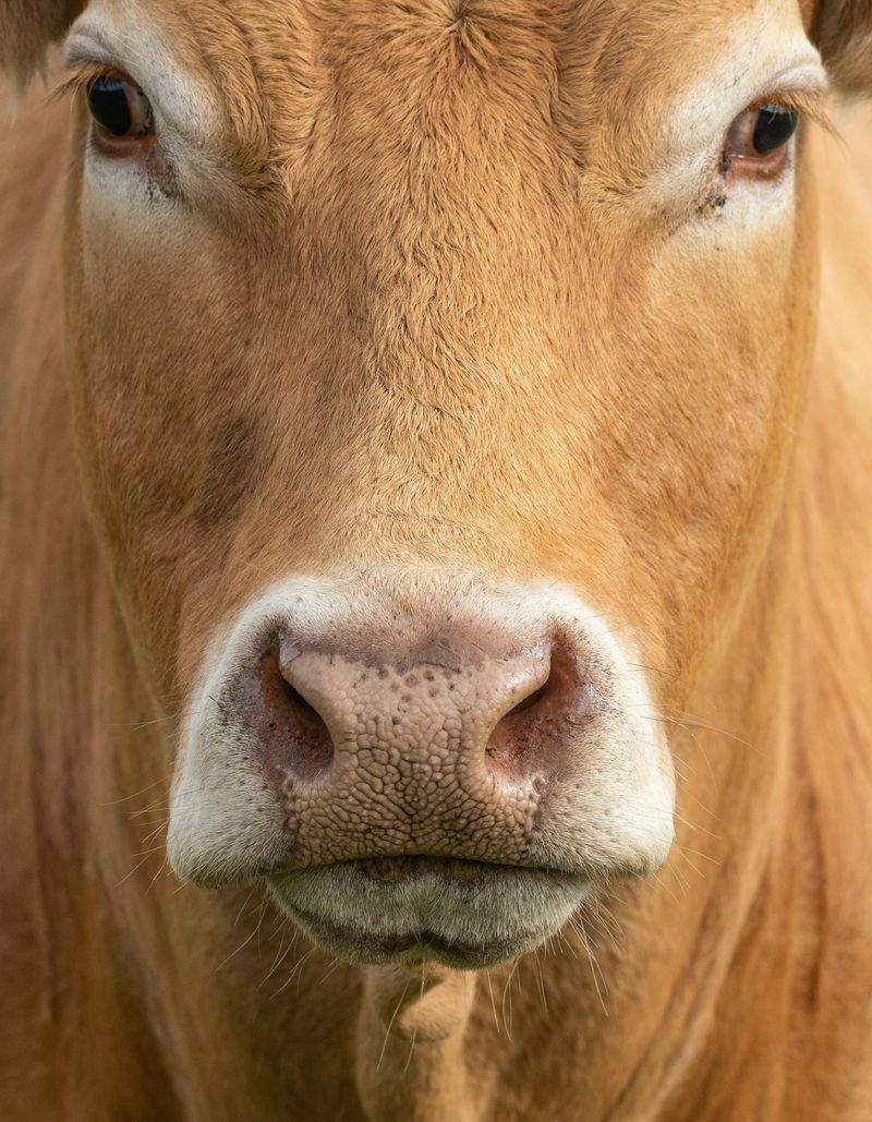 Greenfield Livestock Partners Ltd 14