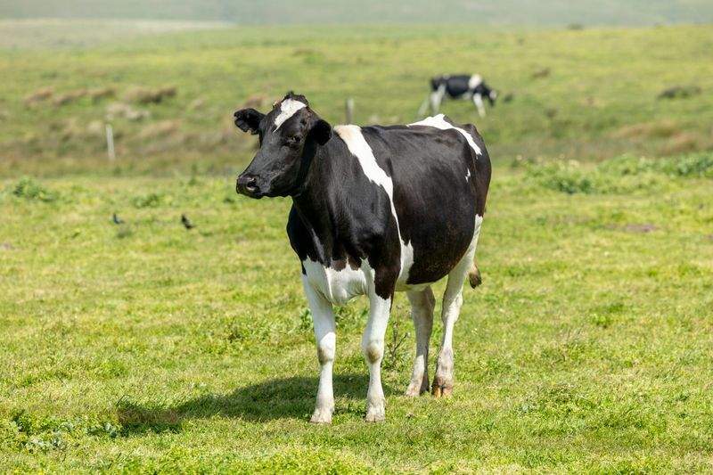 Greenfield Livestock Partners Ltd 15