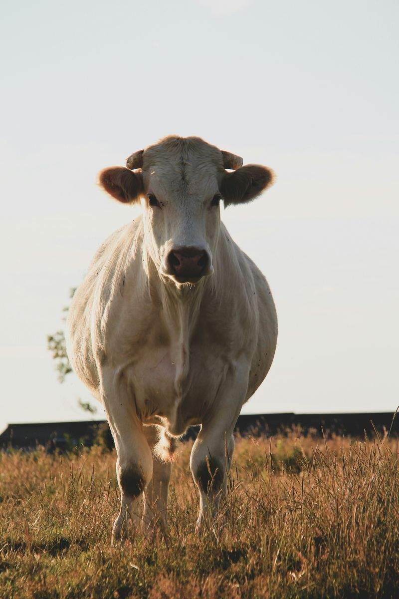 Greenfield Livestock Partners Ltd 2