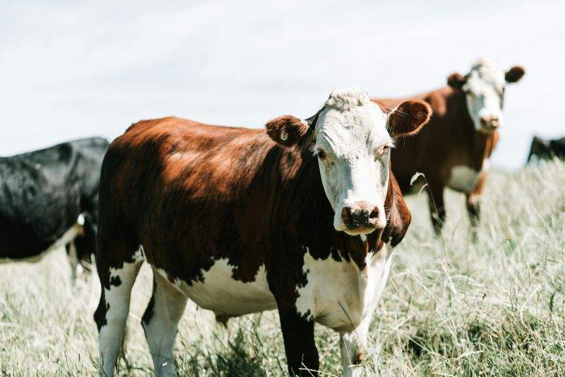 Greenfield Livestock Partners Ltd 3
