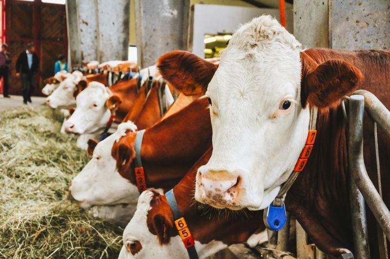 Greenfield Livestock Partners Ltd 4