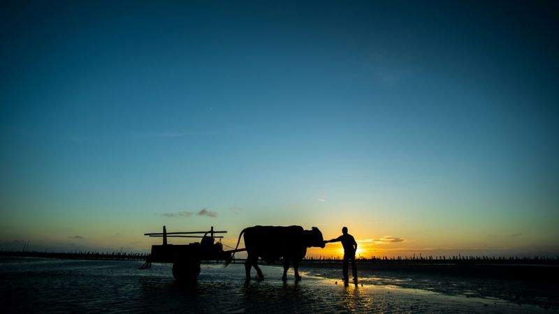 Greenfield Livestock Partners Ltd 5