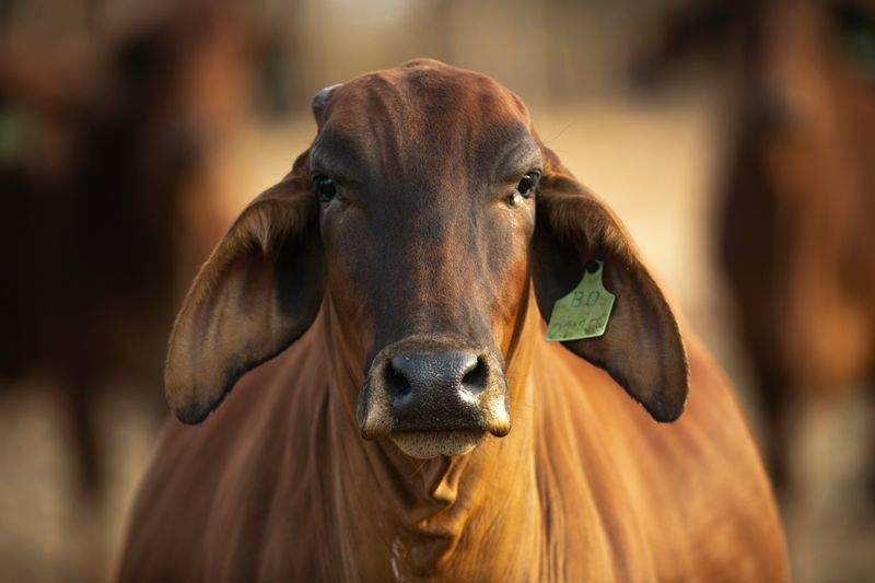 Greenfield Livestock Partners Ltd 6