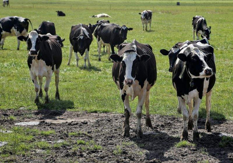 Greenfield Livestock Partners Ltd 7