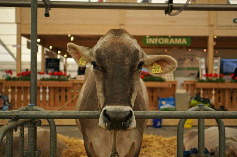Greenfield Livestock Partners Ltd 8