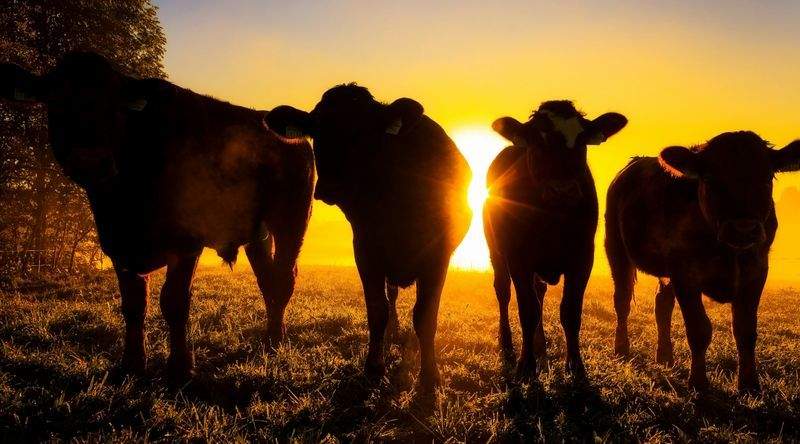 Greenfield Livestock Partners Ltd 9