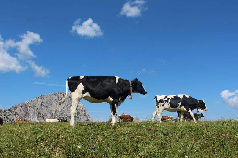 Greenfield Livestock Partners Ltd
