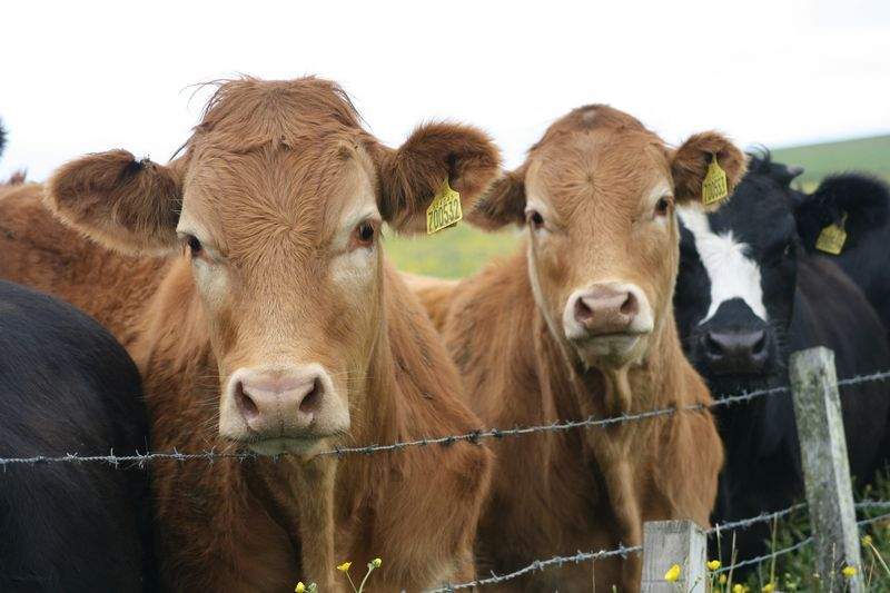 Livestock sourcing and procurement