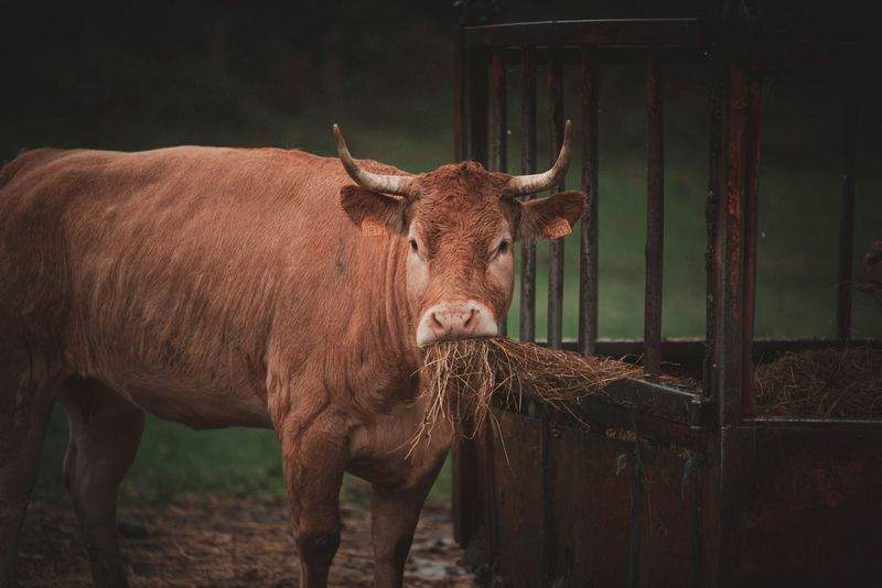 Herd and flock management support