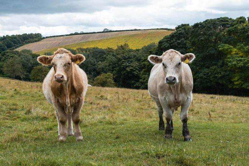 Weaning, sorting, and handling services