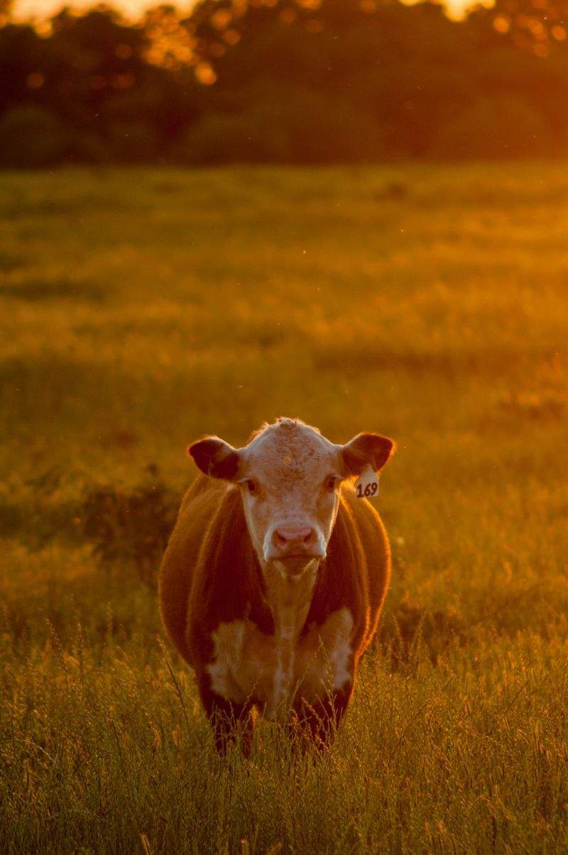 Breeding stock selection guidance